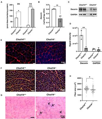 Myopathy Associated With Dermatan Sulfate-Deficient Decorin and Myostatin in Musculocontractural Ehlers-Danlos Syndrome: A Mouse Model Investigation